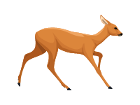 Roe Deer