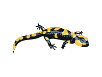 Salamander