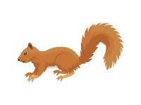 Squirrel