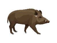 Wild Boar