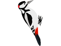 Woodpecker