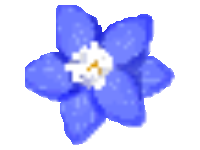 Blue Daffodil