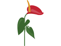 Anthurium