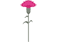 Carnation