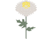 Chrysanthemum