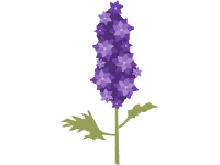 Delphinium