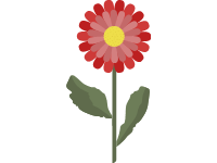 Gerberas