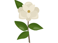 Magnolia