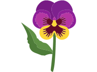 Pansy