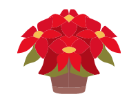 Poinsettia