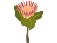 Proteas