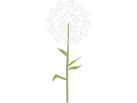 Queen Anne s Lace