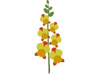 Snapdragon