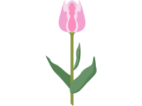 Tulip