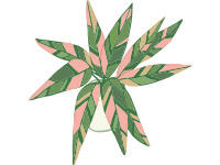 Tricolor Stromanthe