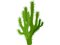 Cactus Saguaro