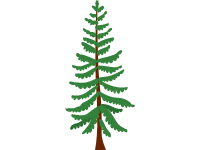 Douglas Fir