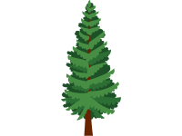 Norway Spruce