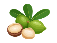 Macadamia