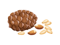Pine Nut
