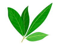 Bay Leaves