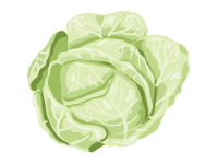 Cabbage