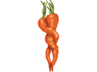 Carrots