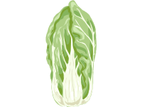 Chinese Cabbage