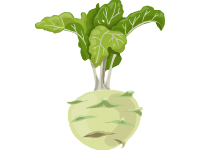 Kohlrabi