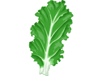 Lettuce