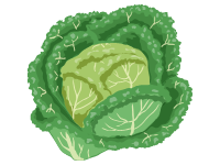 Savoy Cabbage