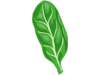 Spinach Leaf