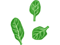 Spinach Leaves