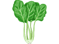 Spinach