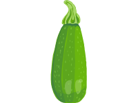 Zucchini