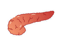 Pancreas