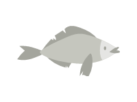 Grey Fish