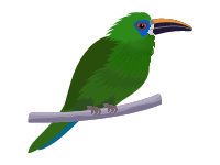 Emerald Toucanet