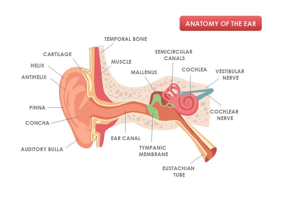 Anatomy of The Ear