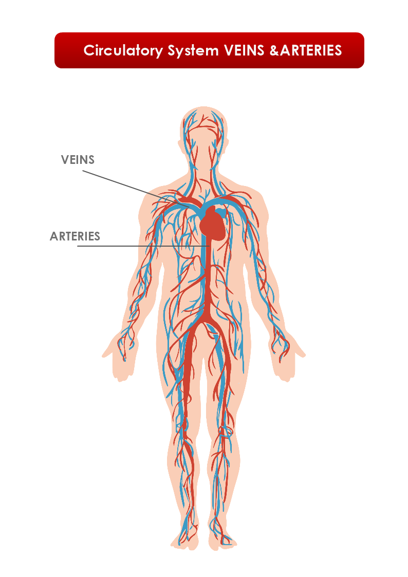 Circulatory System