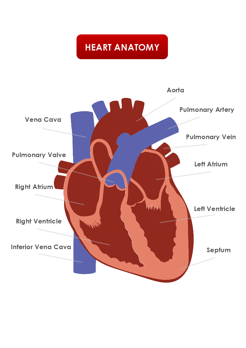 Heart Anatomy