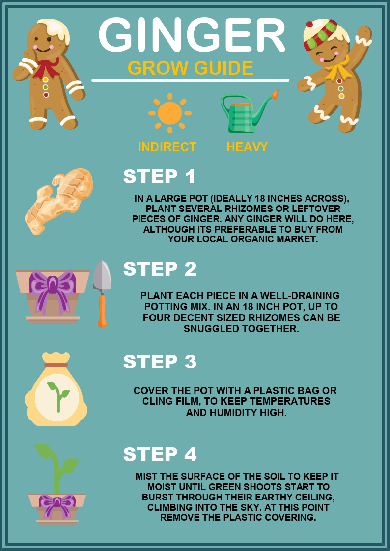 ginger-grow-guide-infographic-template-mydraw