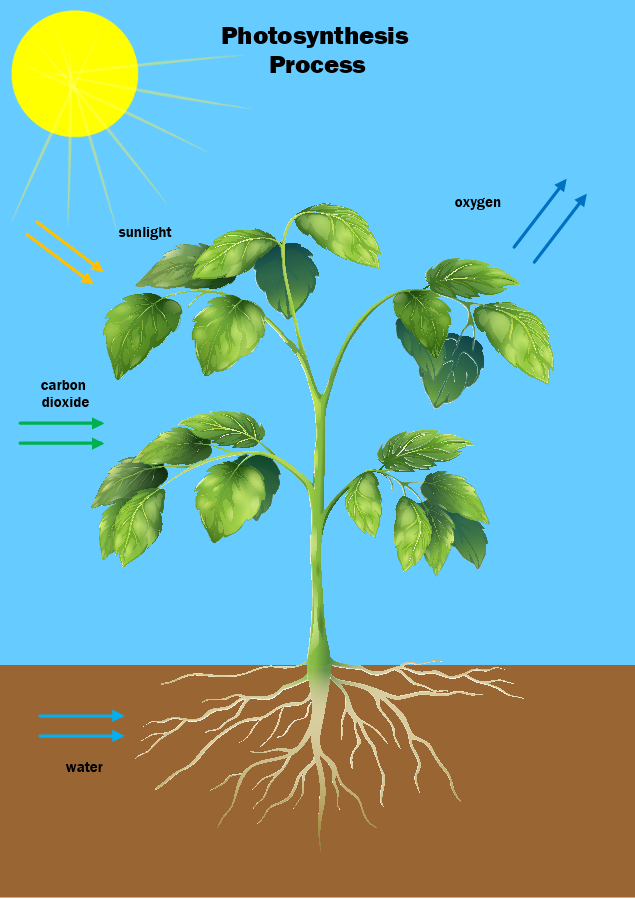 photosynthesis cycle