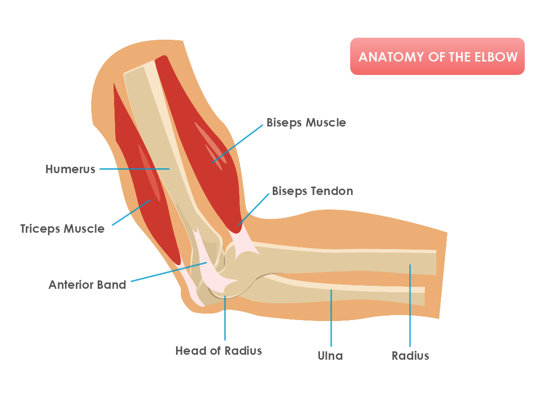 Anatomy of The Elbow