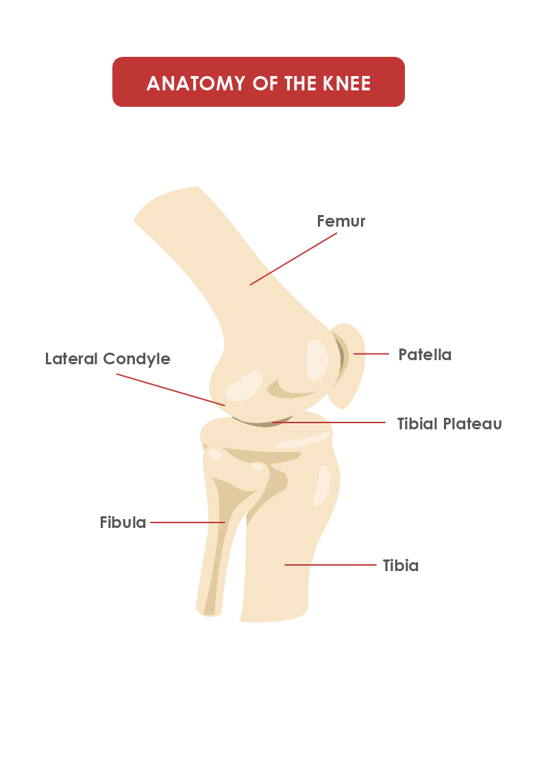 Anatomy of The Knee