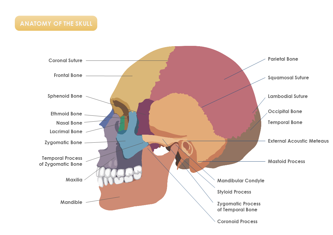 Anatomy of The Skull