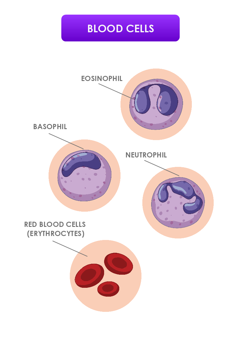 Blood Cells