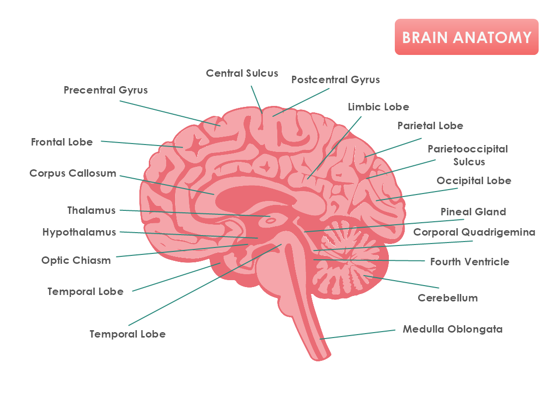 Brain Anatomy