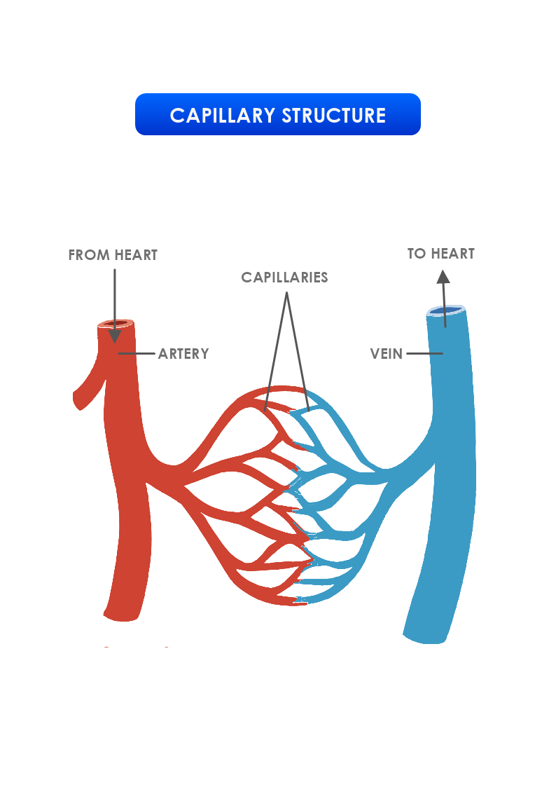 Capillary Structure