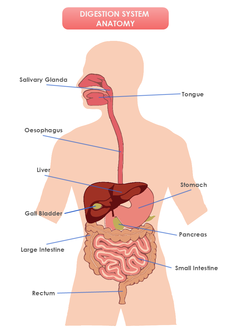 Digestion System Anatomy